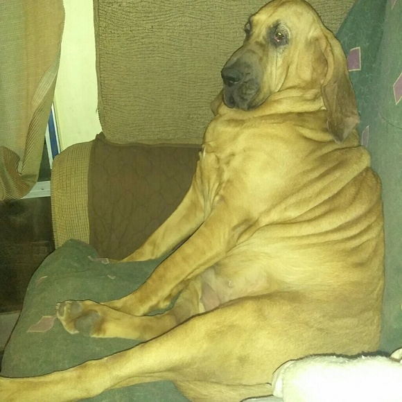 Meet your Posher, Shelly - Picture 2 of 4